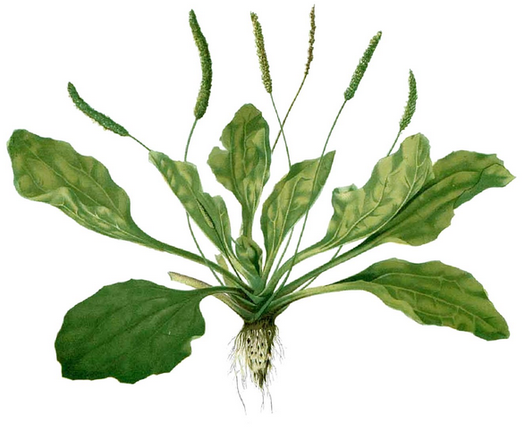 Weeds that Heal - Plantain