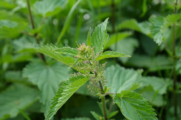 Weeds That Heal - Stinging Nettles