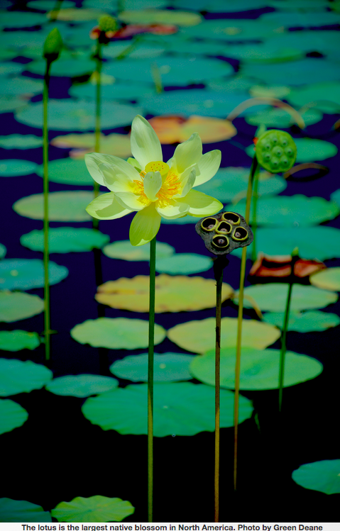 edible plant - American Lotus