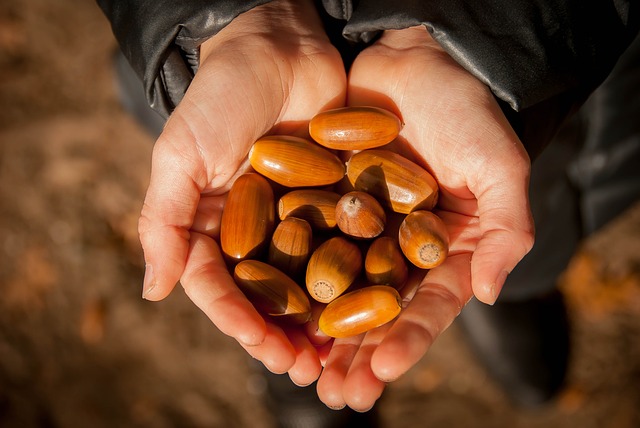 <h1>Why Acorn Is One Of The Best Survival Foods</h1>