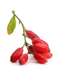 wild berries essential for survival