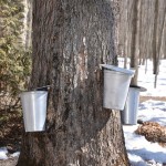 trees every prepper should grow