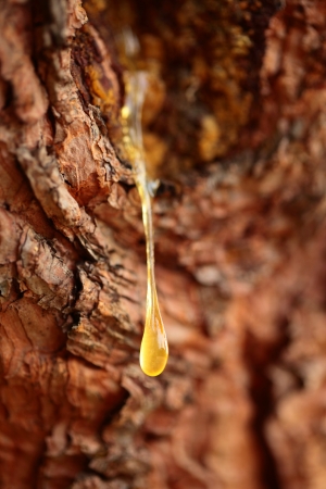 <h1>12 Survival Uses of Pine Sap/Resin</h1>