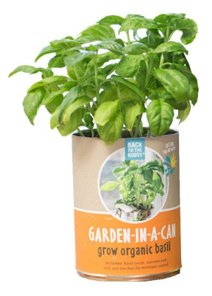 orgainc basil by garden in a can
