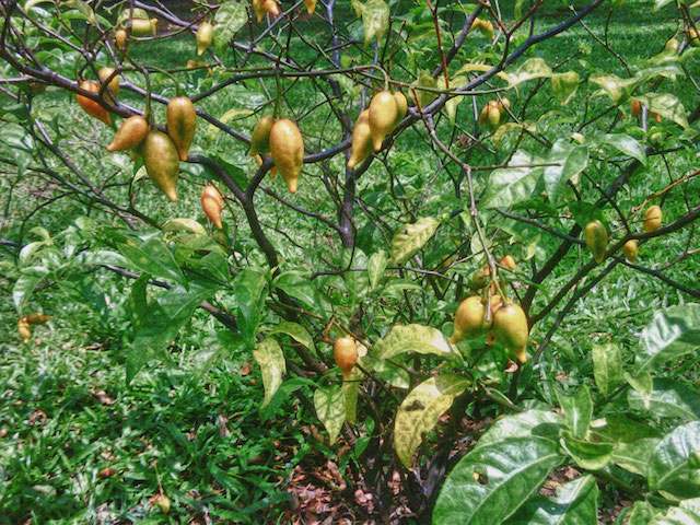 medicinal plants - Iboga