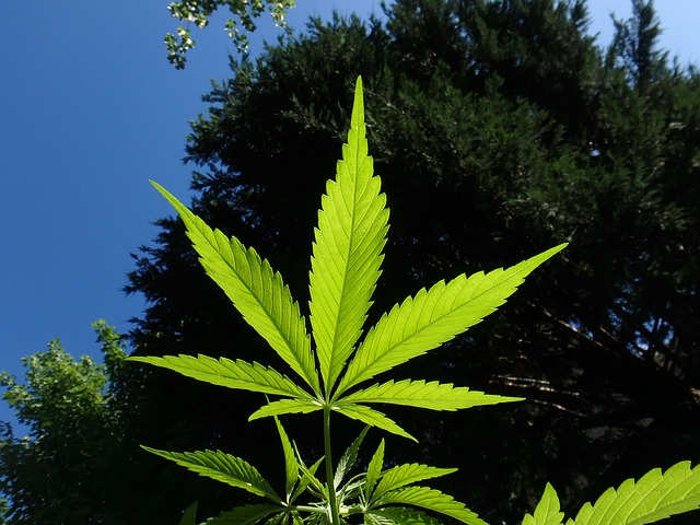 medicinal plants - Marijuana