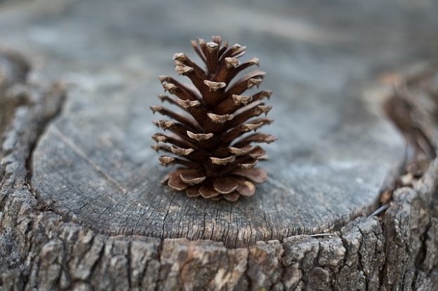 uses for pine cones