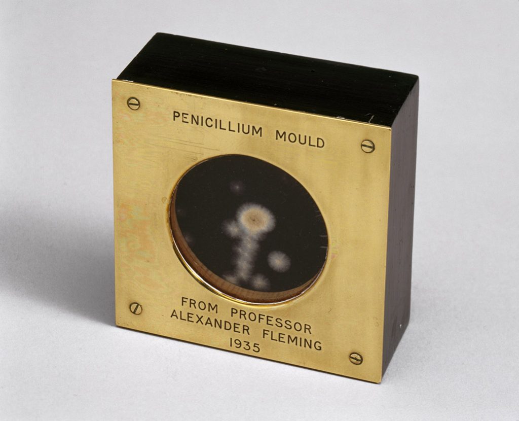 Penicillium Mould