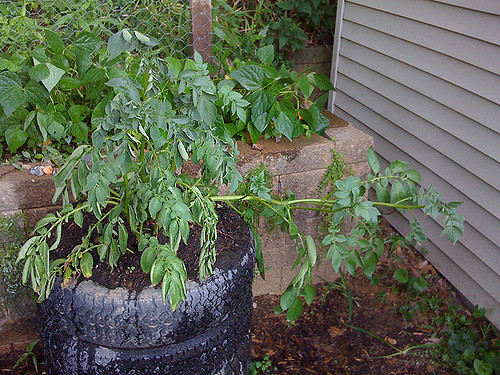 <h1>Grow 100 Pounds of Potatoes In Your Survival Garden with the Potato Tower Method</h1>