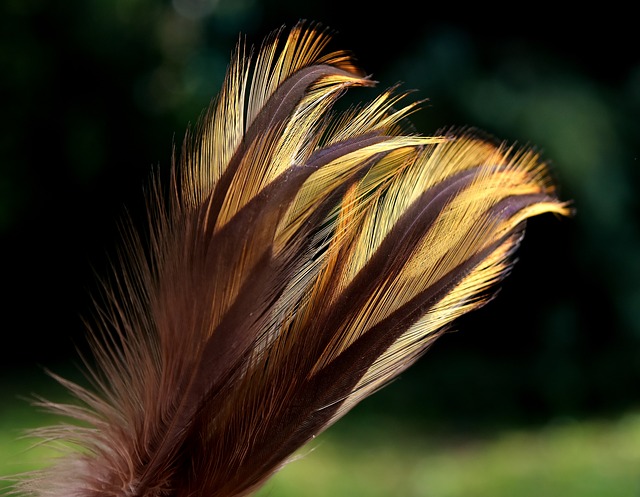 <h1>8 Survival Uses For Feathers</h1>